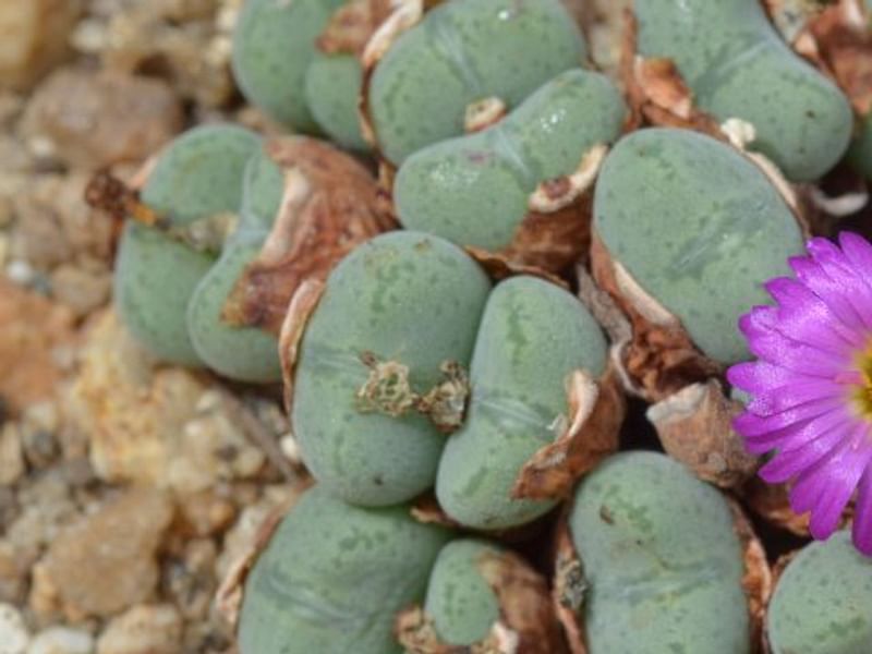 Conophytum Velutinum | Conophytum | Aizoaceae