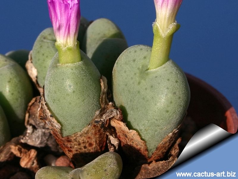 Conophytum Velutinum | Conophytum | Aizoaceae