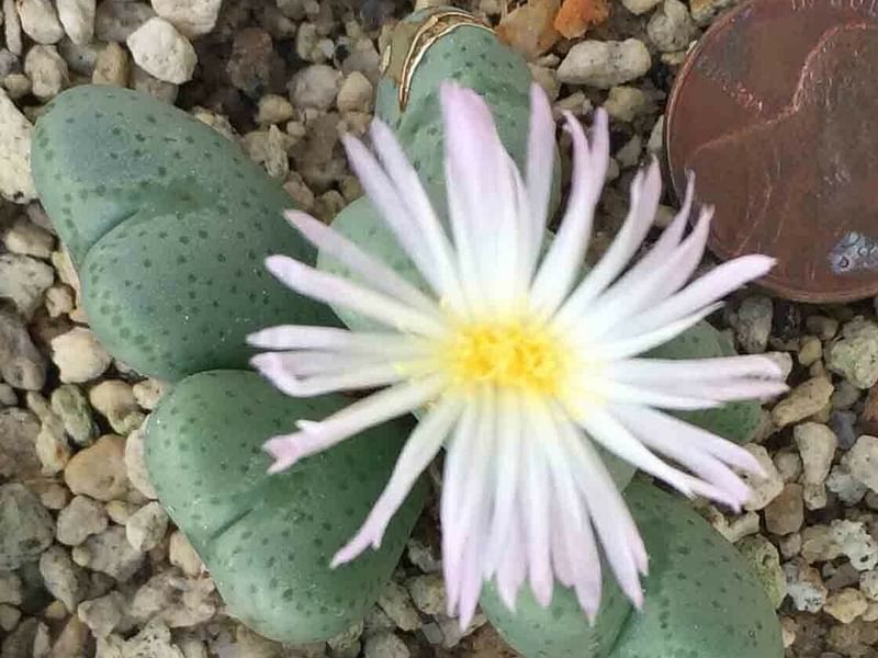 Conophytum Velutinum | Conophytum | Aizoaceae