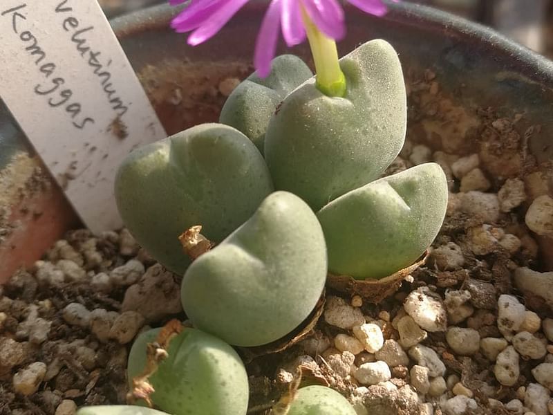 Conophytum Velutinum | Conophytum | Aizoaceae