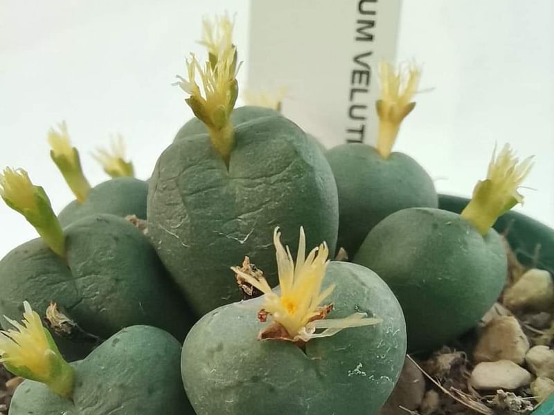 Conophytum Velutinum | Conophytum | Aizoaceae