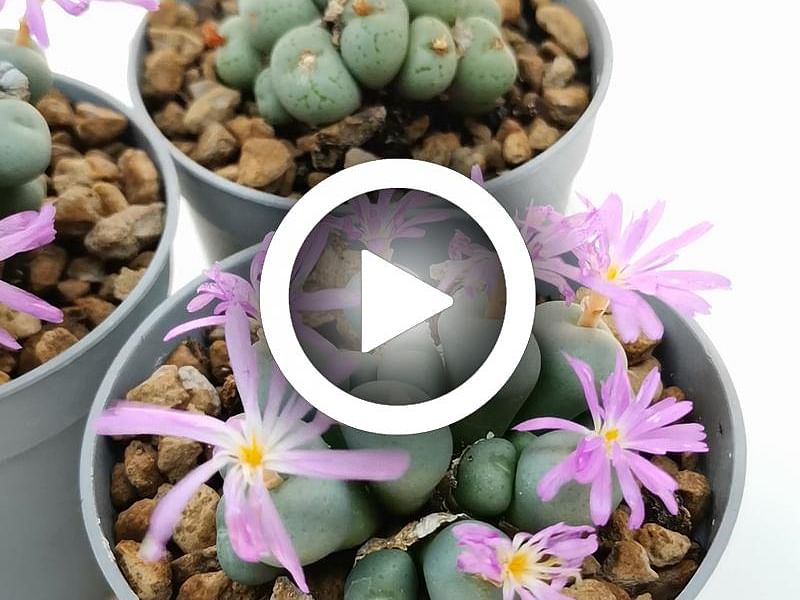 Conophytum Velutinum | Conophytum | Aizoaceae