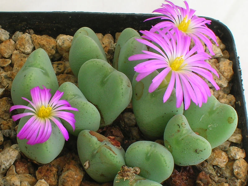 Conophytum Velutinum | Conophytum | Aizoaceae