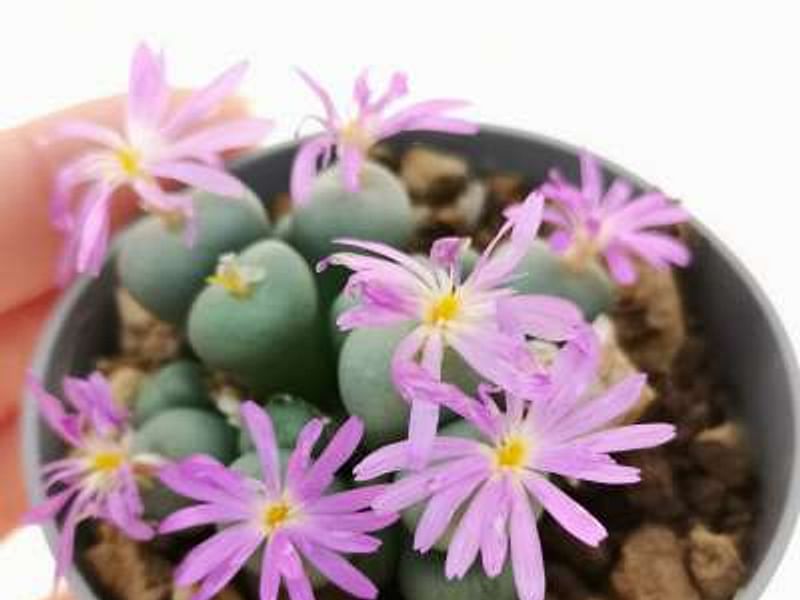Conophytum Velutinum | Conophytum | Aizoaceae