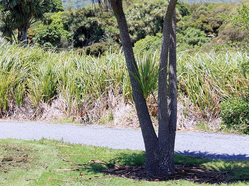 Cordyline Australis | Cordyline | Dracaenaceae