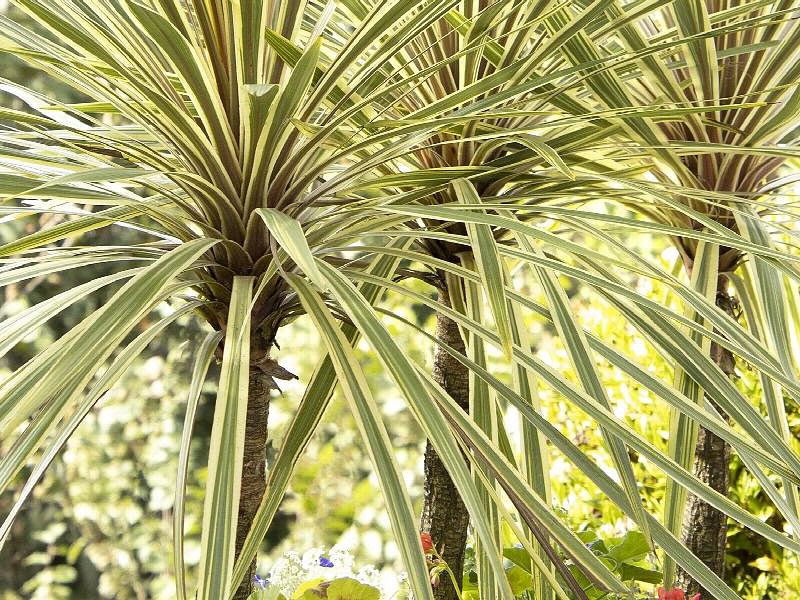 Cordyline Australis Cv. Torbay Dazzler | Cordyline | Dracaenaceae