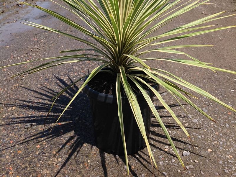 Cordyline Australis Cv. Torbay Dazzler | Cordyline | Dracaenaceae