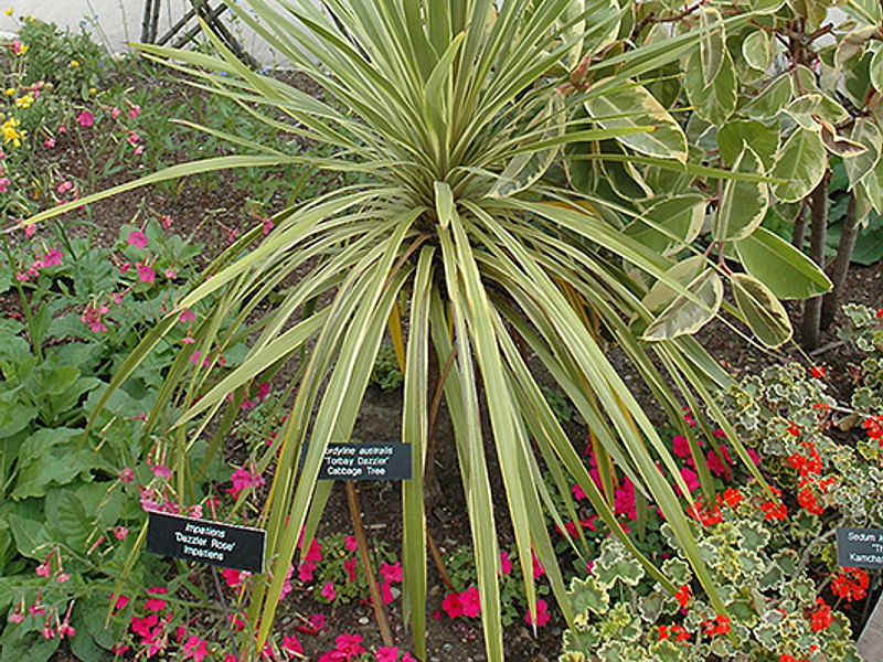 Cordyline Australis Cv. Torbay Dazzler | Cordyline | Dracaenaceae
