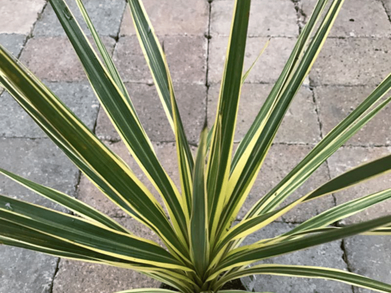 Cordyline Australis Cv. Torbay Dazzler | Cordyline | Dracaenaceae