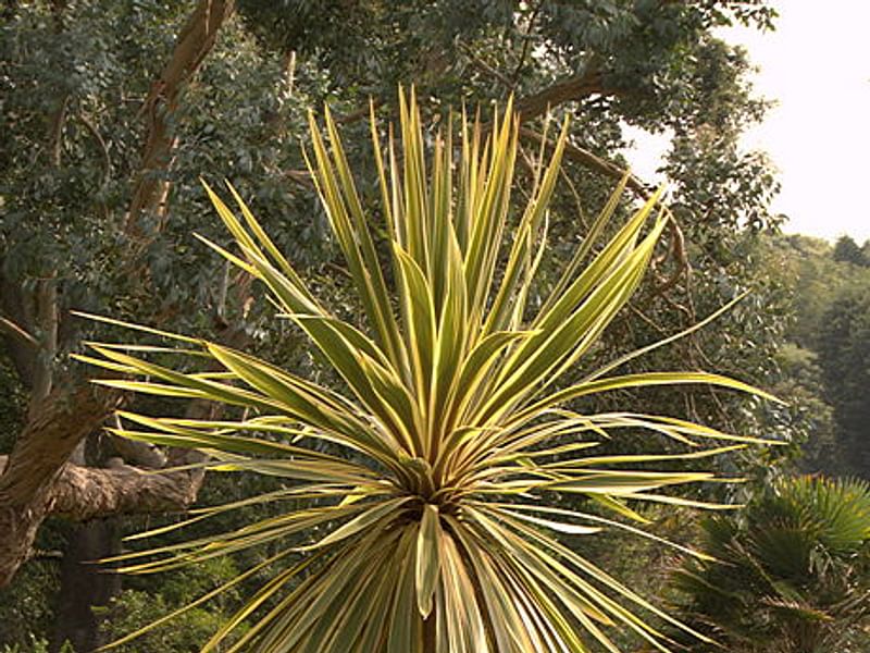Cordyline Australis Cv. Torbay Dazzler | Cordyline | Dracaenaceae