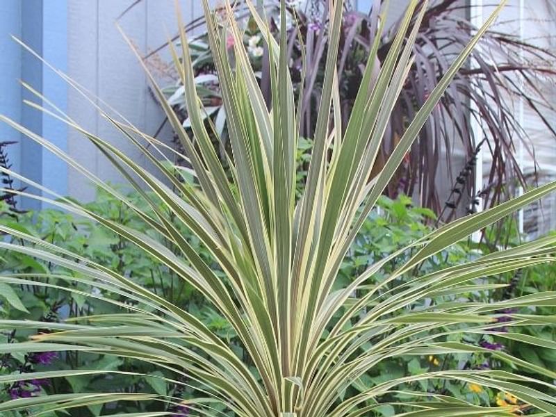 Cordyline Australis Cv. Torbay Dazzler | Cordyline | Dracaenaceae