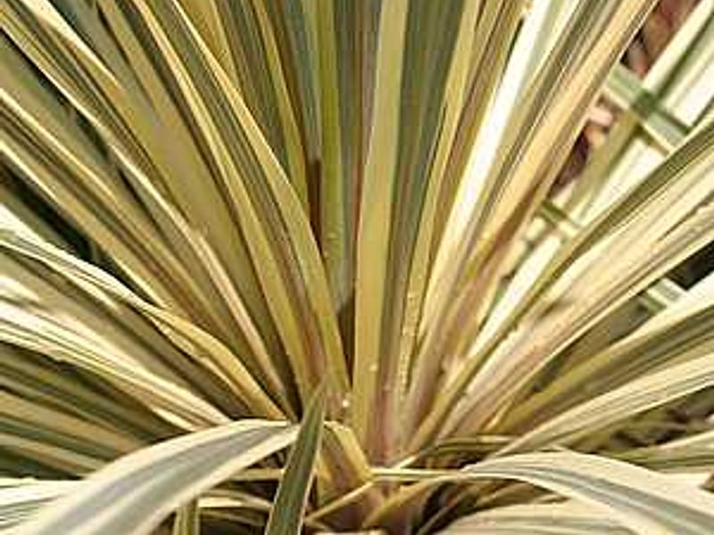Cordyline Australis Cv. Torbay Dazzler | Cordyline | Dracaenaceae