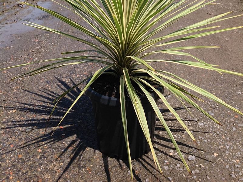 Cordyline Australis Cv. Torbay Dazzler | Cordyline | Dracaenaceae