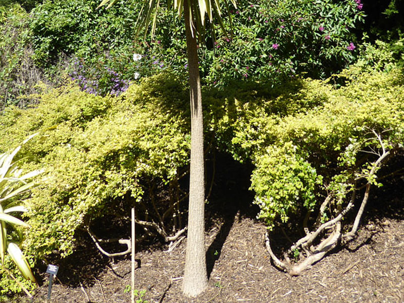 Cordyline Australis Cv. Torbay Dazzler | Cordyline | Dracaenaceae