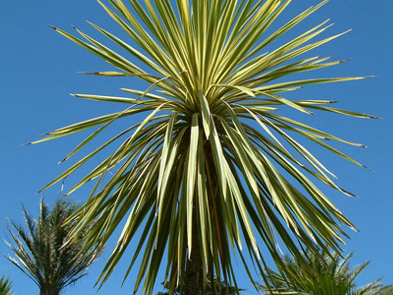Cordyline Australis Cv. Torbay Dazzler | Cordyline | Dracaenaceae