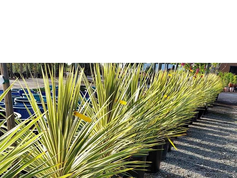 Cordyline Australis Cv. Torbay Dazzler | Cordyline | Dracaenaceae