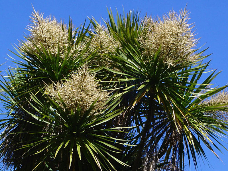 Cordyline Australis Flowers | Cordyline | Dracaenaceae