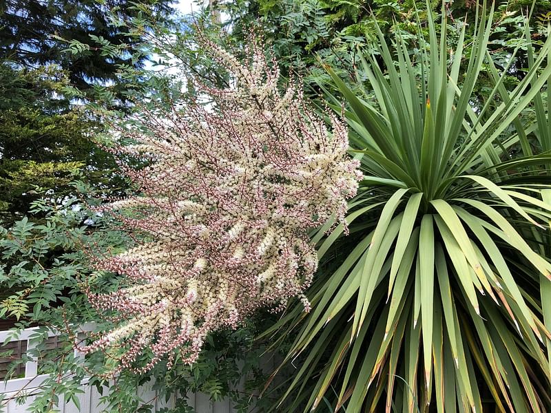 Cordyline Australis Flowers | Cordyline | Dracaenaceae