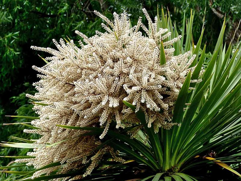 Cordyline Australis Flowers | Cordyline | Dracaenaceae