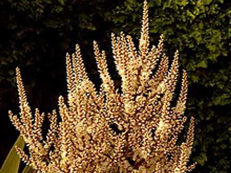 Cordyline Australis Flowers | Cordyline | Dracaenaceae
