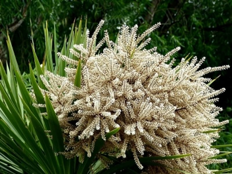 Cordyline Australis Flowers | Cordyline | Dracaenaceae