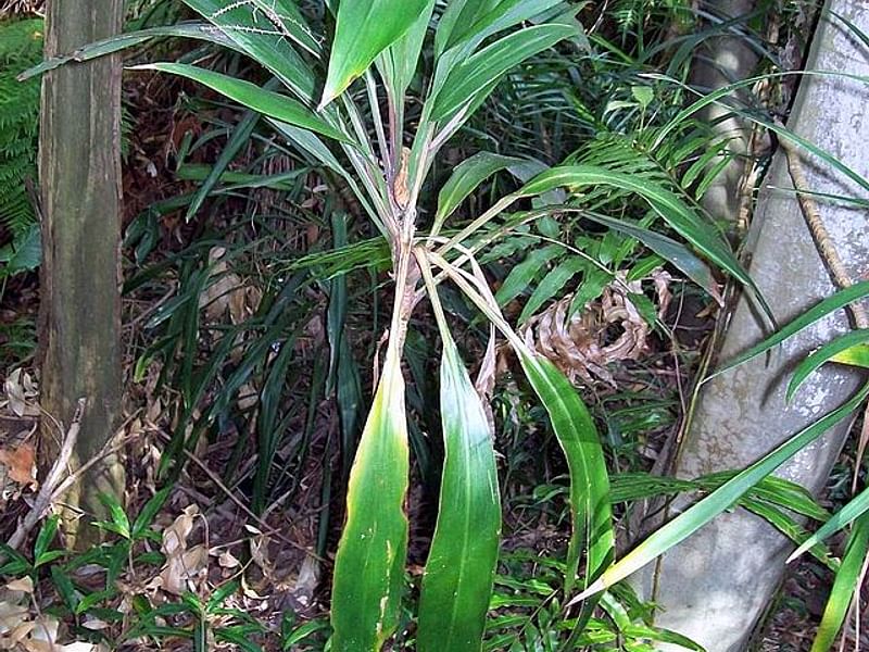 Cordyline Canniifolia | Cordyline | Dracaenaceae