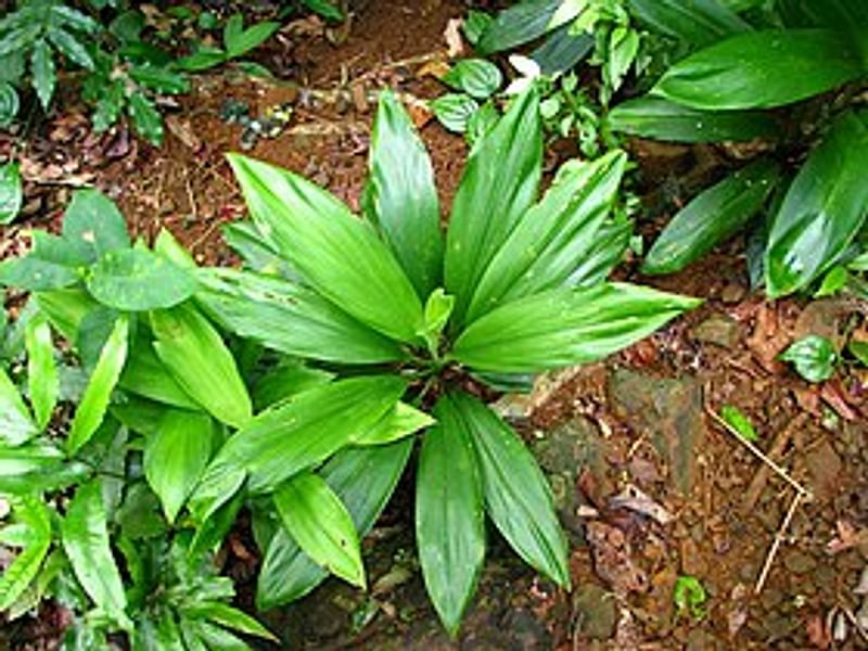 Cordyline Canniifolia | Cordyline | Dracaenaceae