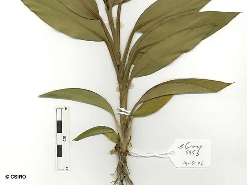 Cordyline Canniifolia | Cordyline | Dracaenaceae