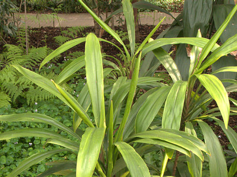 Cordyline Canniifolia | Cordyline | Dracaenaceae