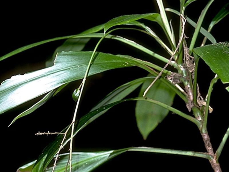 Cordyline Canniifolia | Cordyline | Dracaenaceae