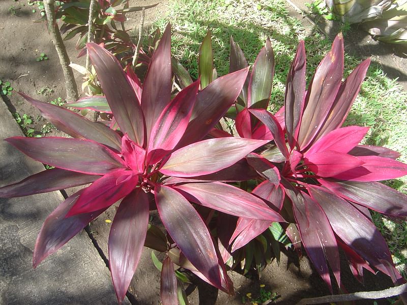 Cordyline Canniifolia | Cordyline | Dracaenaceae