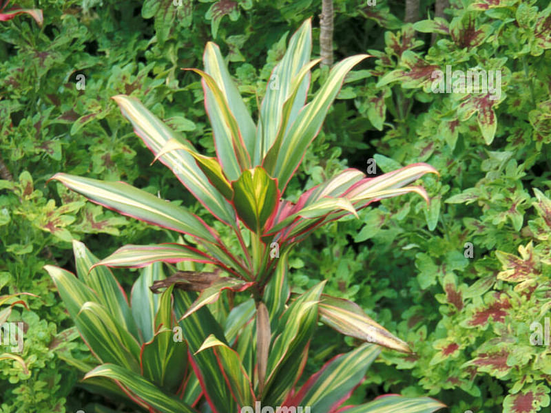 Cordyline Canniifolia | Cordyline | Dracaenaceae