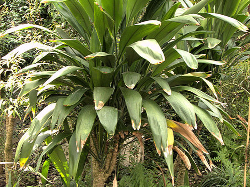 Cordyline Canniifolia | Cordyline | Dracaenaceae