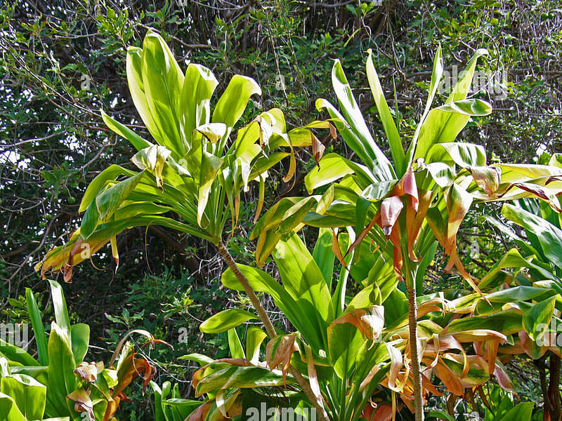 Cordyline Canniifolia | Cordyline | Dracaenaceae