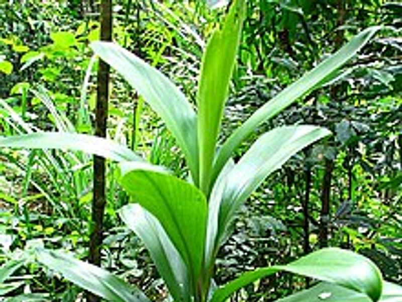 Cordyline Canniifolia | Cordyline | Dracaenaceae