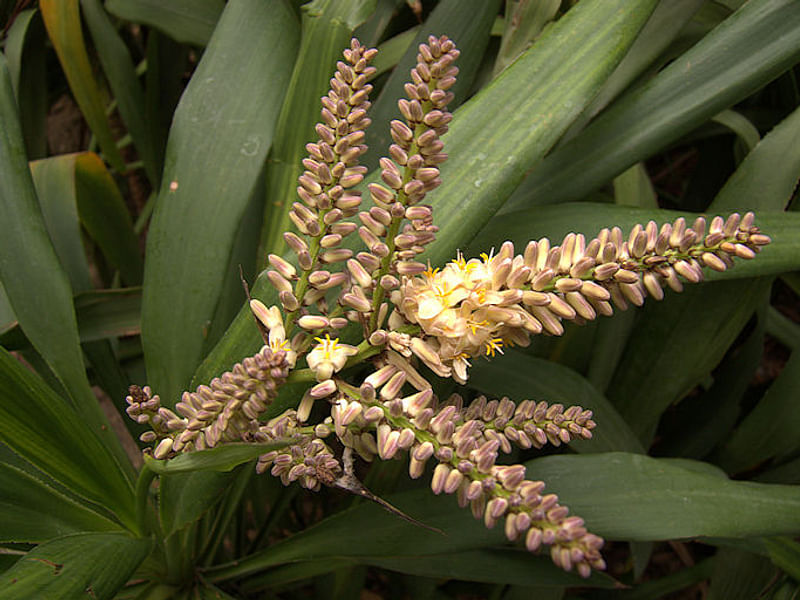 Cordyline Canniifolia Flowers | Cordyline | Dracaenaceae