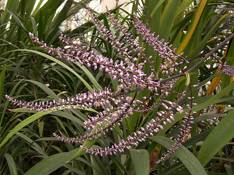 Cordyline Canniifolia Flowers | Cordyline | Dracaenaceae