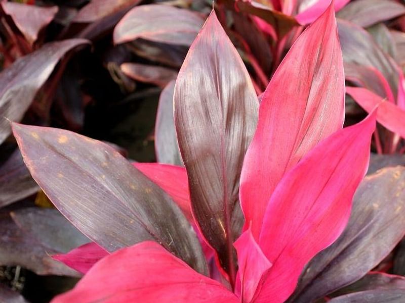 Cordyline Canniifolia Flowers | Cordyline | Dracaenaceae