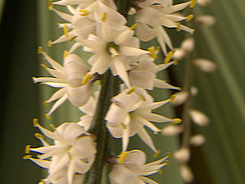 Cordyline Canniifolia Flowers | Cordyline | Dracaenaceae