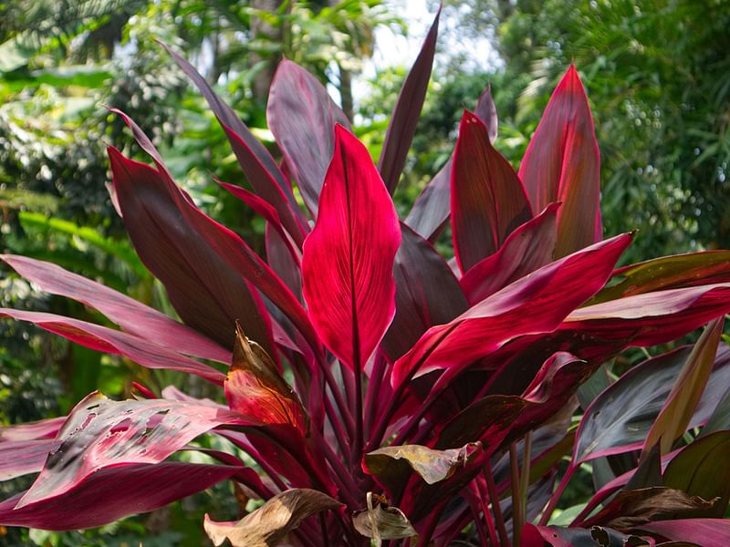 Cordyline Canniifolia Flowers | Cordyline | Dracaenaceae