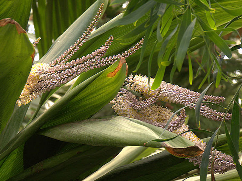 Cordyline Canniifolia Flowers | Cordyline | Dracaenaceae