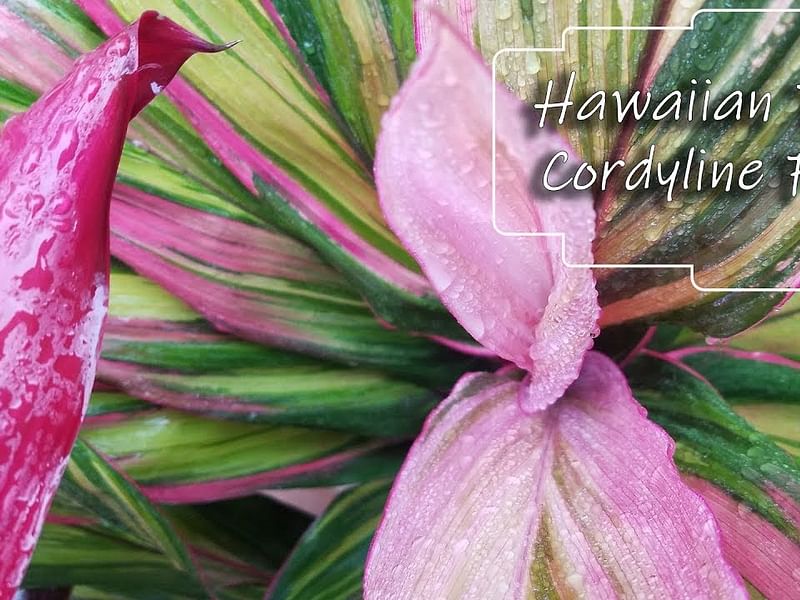 Cordyline Canniifolia Flowers | Cordyline | Dracaenaceae