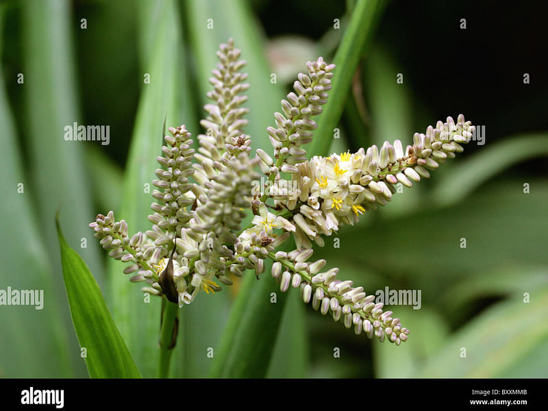 Cordyline Canniifolia Flowers | Cordyline | Dracaenaceae
