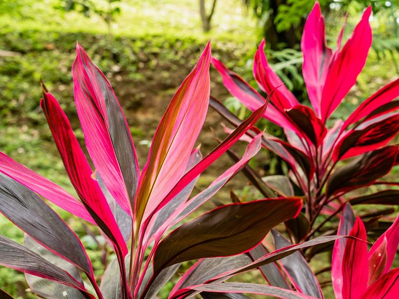 Cordyline Fructicosa | Cordyline | Dracaenaceae