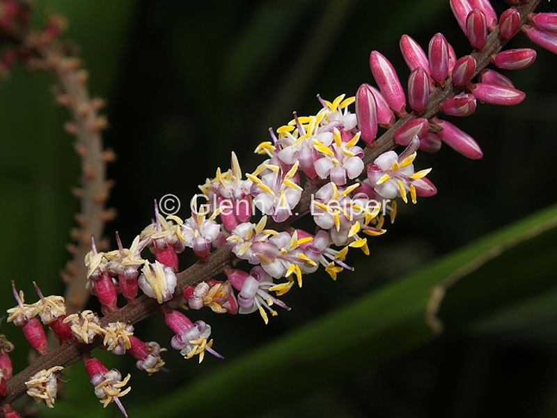 Cordyline Petiolaris Flowers | Cordyline | Dracaenaceae