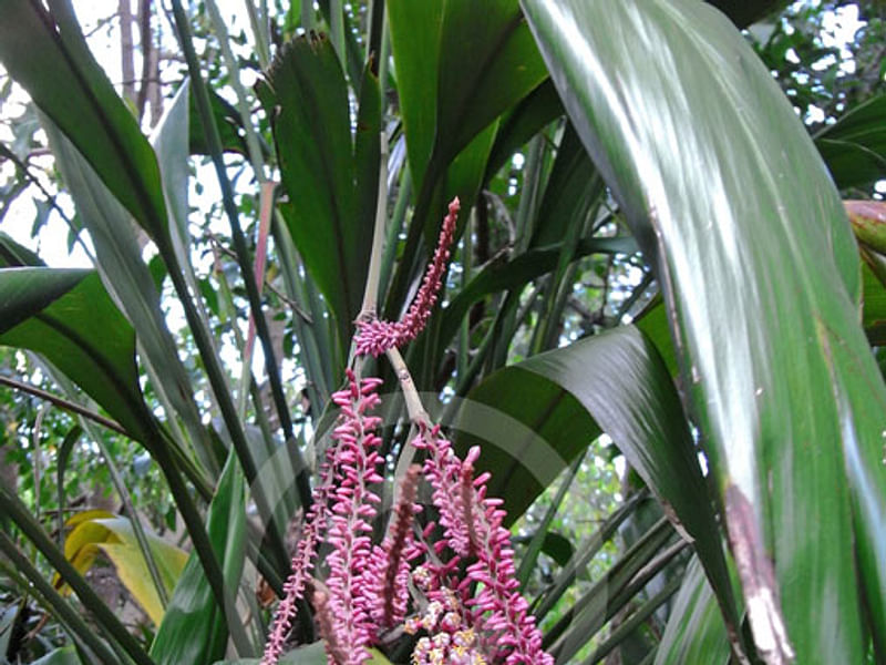 Cordyline Petiolaris Flowers | Cordyline | Dracaenaceae