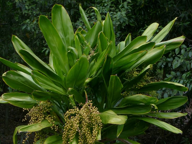 Cordyline Petiolaris Flowers | Cordyline | Dracaenaceae