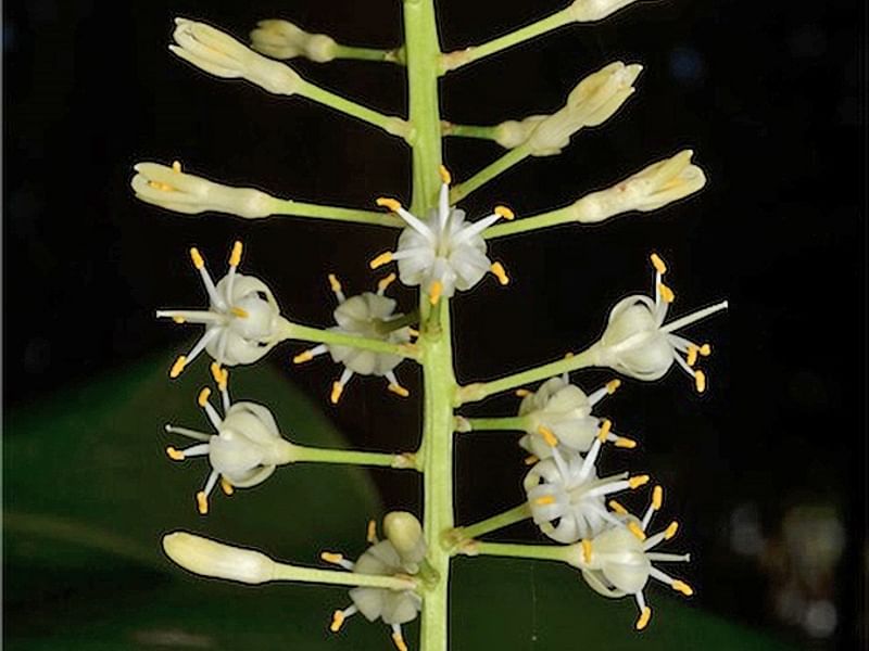 Cordyline Petiolaris Flowers | Cordyline | Dracaenaceae