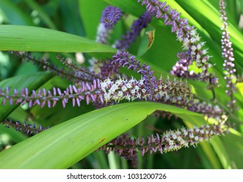 Cordyline Petiolaris Flowers | Cordyline | Dracaenaceae