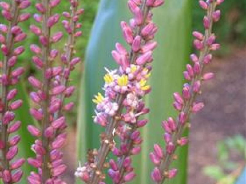 Cordyline Petiolaris Flowers | Cordyline | Dracaenaceae